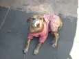 Julie
