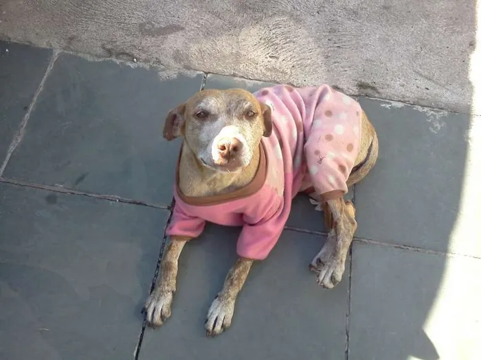Cachorro ra a SRD idade 1 ano nome Julie