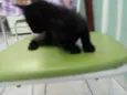 FOFURINHAS