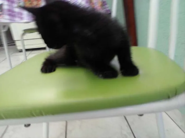Gato ra a SRD idade Abaixo de 2 meses nome FOFURINHAS