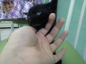 Gato raça SRD idade Abaixo de 2 meses nome FOFURINHAS