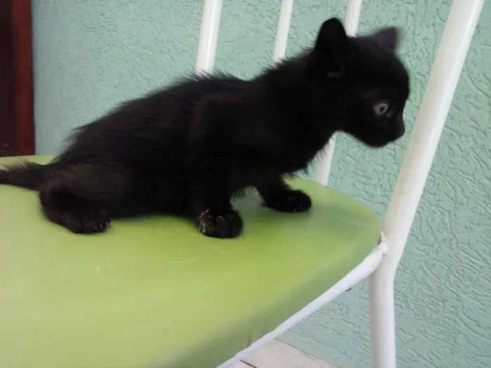 Gato ra a SRD idade Abaixo de 2 meses nome FOFURINHAS