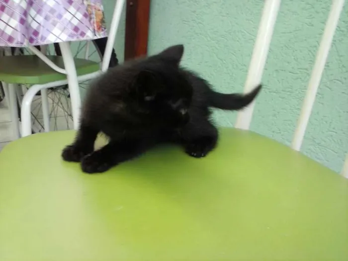 Gato ra a SRD idade Abaixo de 2 meses nome FOFURINHAS