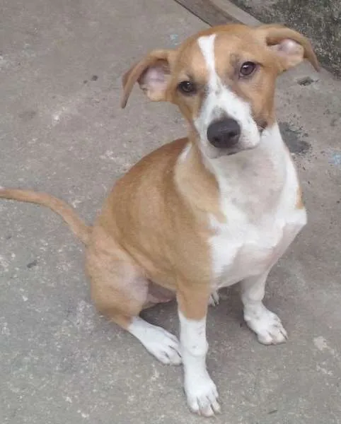 Cachorro ra a Vira-lata idade 7 a 11 meses nome Lili