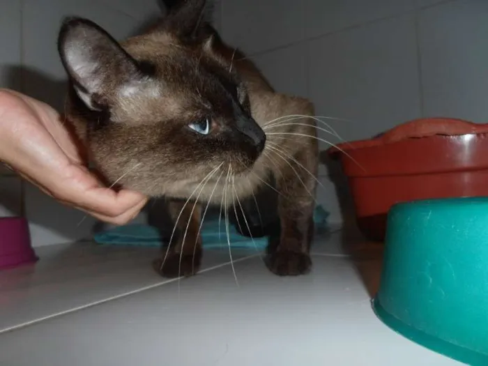 Gato ra a srd idade 1 ano nome Charge