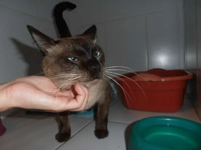 Gato ra a srd idade 1 ano nome Charge