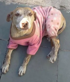 Cachorro raça SRD idade 1 ano nome Julie