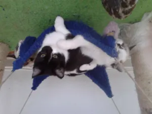 Gato raça SRD idade 2 a 6 meses nome MAGNOLIA