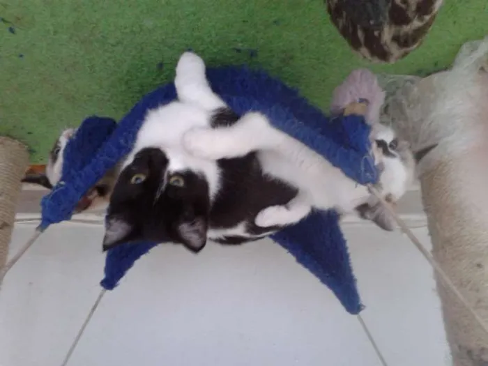 Gato ra a SRD idade 2 a 6 meses nome MAGNOLIA
