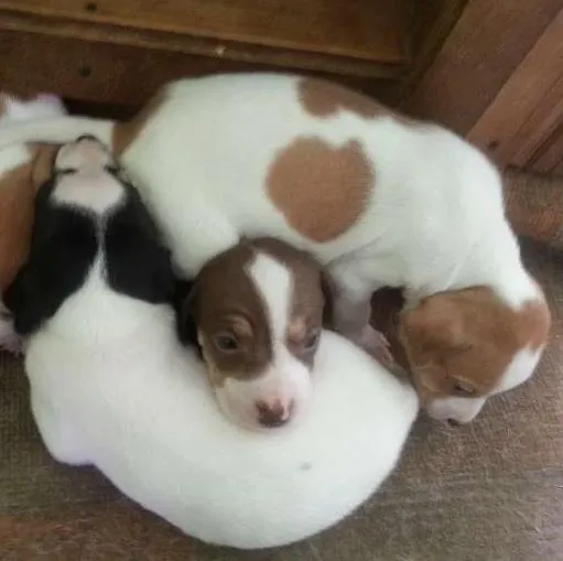 Cachorro ra a SRD idade  nome Lindos filhotes