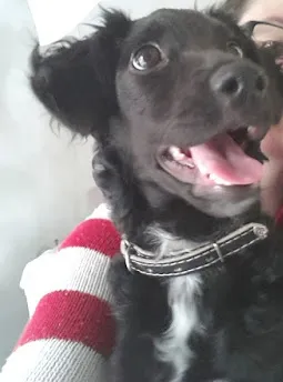 Cachorro raça SRD idade 2 a 6 meses nome Valentina