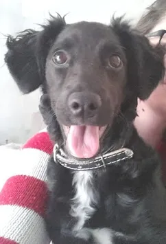 Cachorro ra a SRD idade 2 a 6 meses nome Valentina