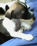 Cachorro raça nao definida  idade 2 a 6 meses nome sem nomes