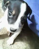 Cachorro raça nao definida  idade 2 a 6 meses nome sem nomes