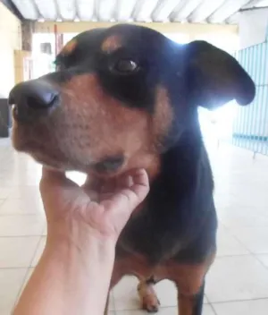Cachorro raça Rottweiler idade 5 anos nome menino bradoc