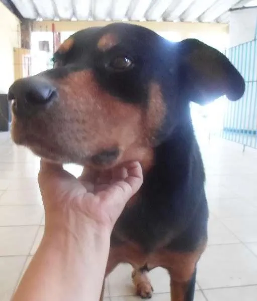 Cachorro ra a Rottweiler idade 5 anos nome menino bradoc