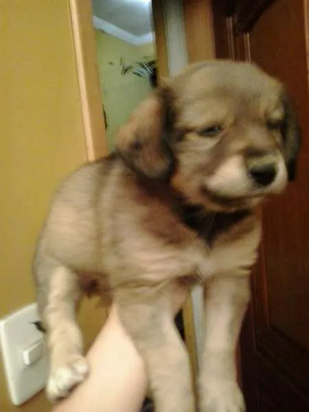 Cachorro ra a SRD idade Abaixo de 2 meses nome SEM NOME