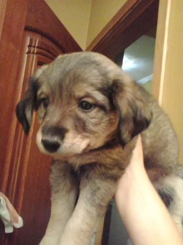 Cachorro ra a SRD idade Abaixo de 2 meses nome SEM NOME