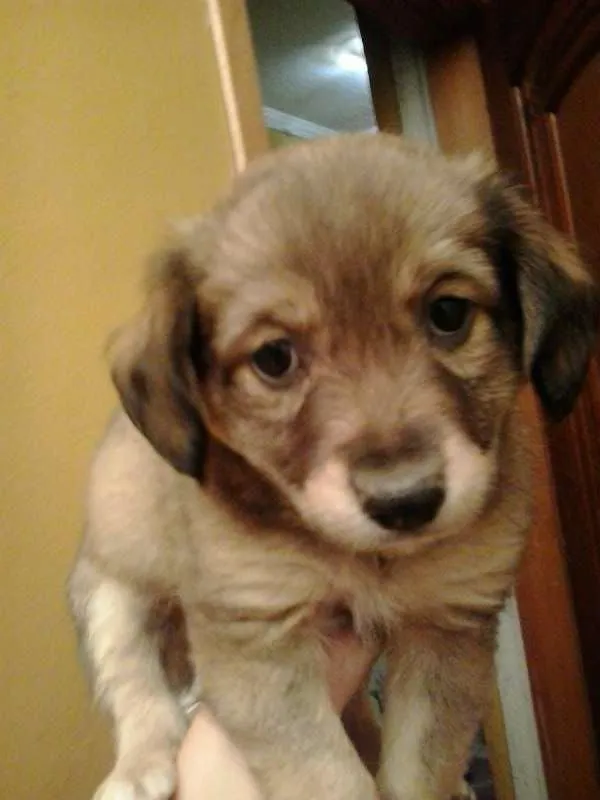 Cachorro ra a SRD idade Abaixo de 2 meses nome SEM NOME
