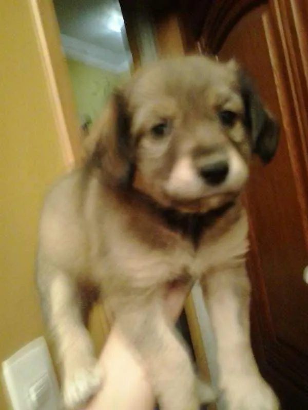 Cachorro ra a SRD idade Abaixo de 2 meses nome SEM NOME