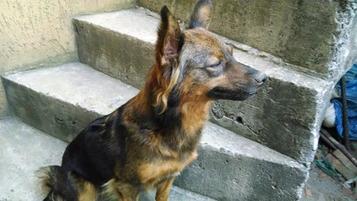 Cachorro ra a SRD idade Abaixo de 2 meses nome SEM NOME