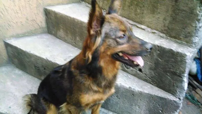 Cachorro ra a SRD idade Abaixo de 2 meses nome SEM NOME