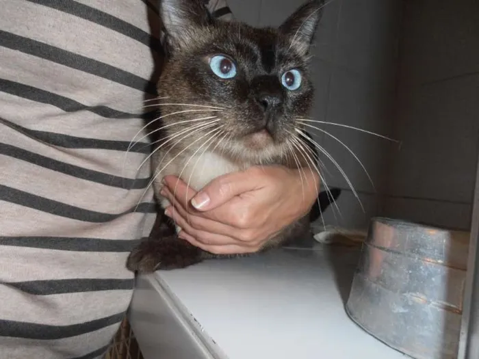 Gato ra a srd idade 1 ano nome Charge