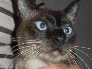 Gato raça srd idade 1 ano nome Charge