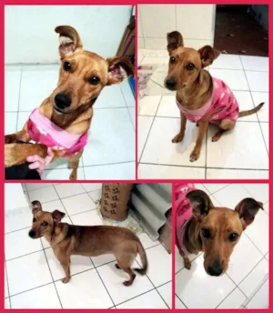 Cachorro raça SRD idade 1 ano nome Catarina