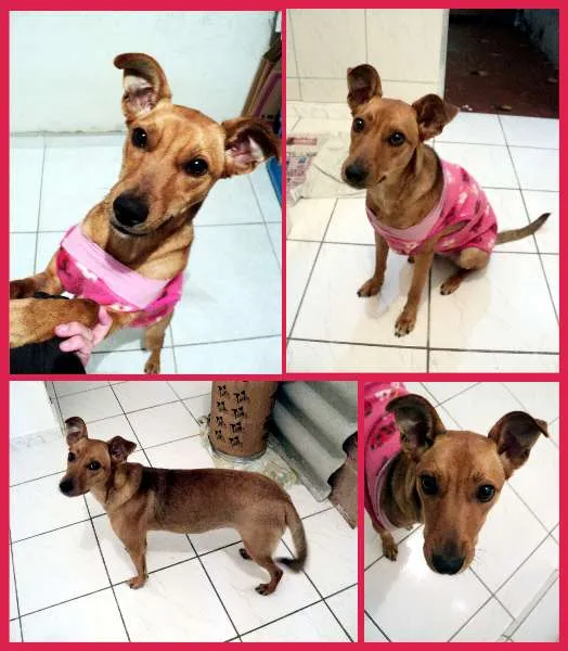Cachorro ra a SRD idade 1 ano nome Catarina