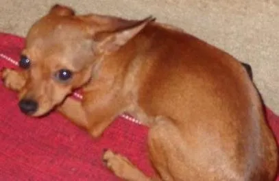 Cachorro ra a Pinscher idade 1 ano nome Toy GRATIFICA