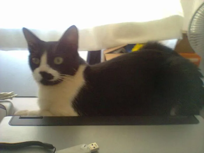 Gato ra a SRD idade 3 anos nome CHICA