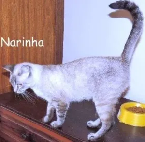 Gato raça srd idade 1 ano nome Narinha