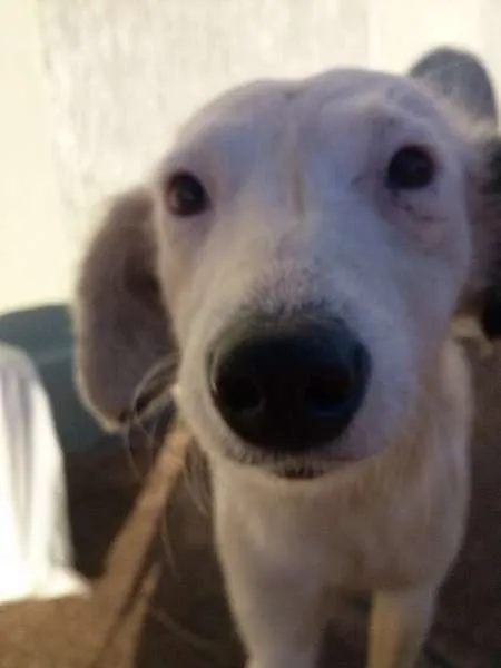 Cachorro raça SRD idade 1 ano nome BELLA