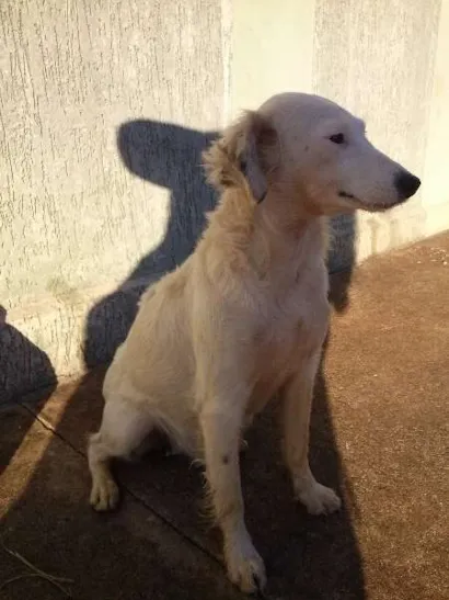 Cachorro raça SRD idade 1 ano nome BELLA