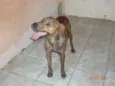 Bolota