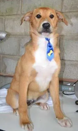 Cachorro raça SRD idade 2 a 6 meses nome MARC, 5 MESES, um f