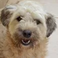 MIRELLA POODLE
