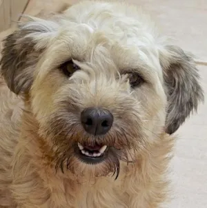 Cachorro raça POODLE idade 2 anos nome MIRELLA POODLE