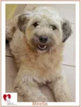 MIRELLA POODLE