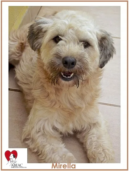 Cachorro ra a POODLE idade 2 anos nome MIRELLA POODLE