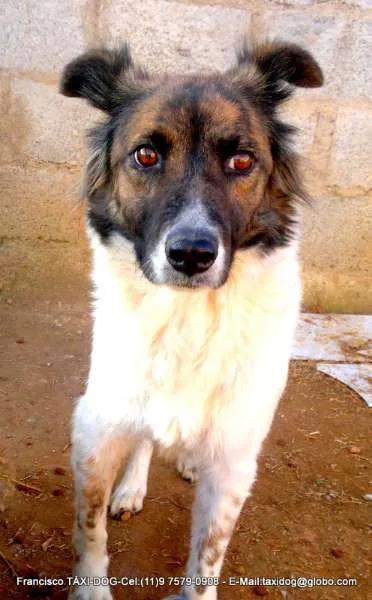 Cachorro ra a SRD idade 2 anos nome Lolita