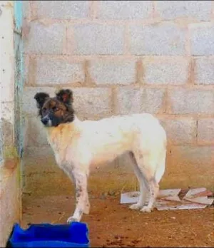 Cachorro raça SRD idade 2 anos nome Lolita