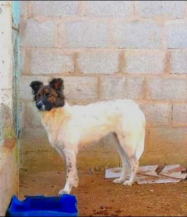 Cachorro ra a SRD idade 2 anos nome Lolita