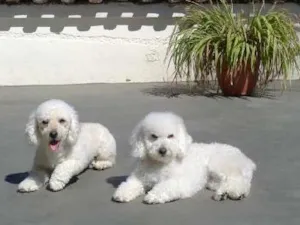 Cachorro raça Poodle idade 2 anos nome Príncipe e Johnny 
