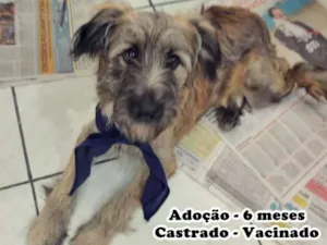 Cachorro raça SRD idade 2 a 6 meses nome SANSÃO