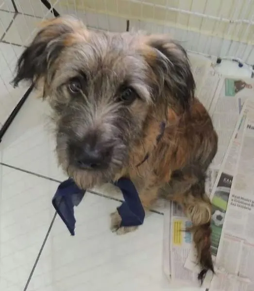 Cachorro ra a SRD idade 2 a 6 meses nome SANSÃO