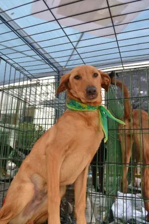 Cachorro raça SRD idade 7 a 11 meses nome ABEL, 10 MESES!