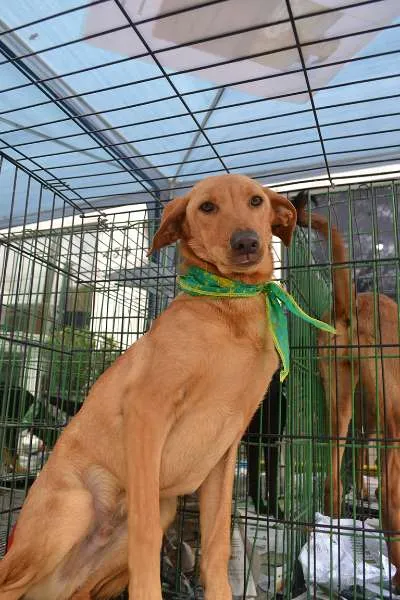 Cachorro ra a SRD idade 7 a 11 meses nome ABEL, 10 MESES!