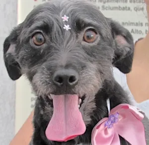Cachorro raça SRD idade 2 anos nome PENÉLOPE
